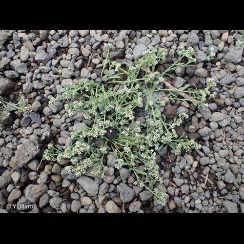 <i>Corrigiola litoralis </i>L., 1753 subsp.<i> litoralis</i> © NULL