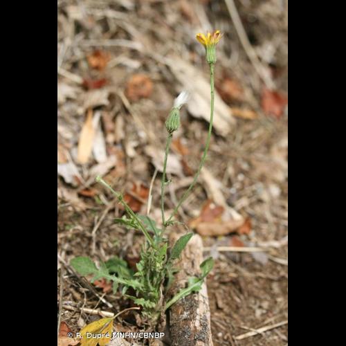 <i>Crepis foetida </i>L., 1753 subsp.<i> foetida</i> © R. Dupré MNHN/CBNBP
