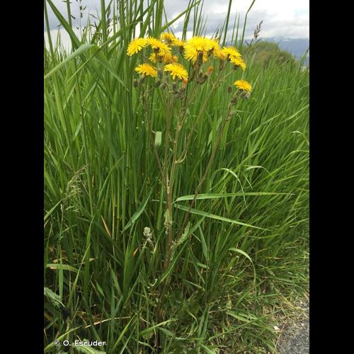 <i>Crepis vesicaria </i>subsp.<i> taraxacifolia</i> (Thuill.) Thell., 1914 © O. Escuder