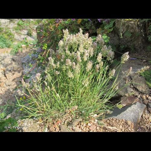 <i>Dactylis glomerata </i>subsp.<i> hispanica</i> (Roth) Nyman, 1882 © H. Tinguy