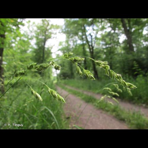 <i>Dactylis glomerata </i>subsp.<i> lobata</i> (Drejer) H.Lindb., 1906 &copy; H. Tinguy