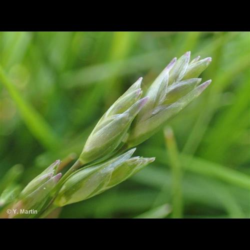 <i>Danthonia decumbens </i>(L.) DC., 1805 subsp.<i> decumbens</i> © NULL