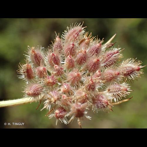 <i>Daucus carota </i>L., 1753 subsp.<i> carota</i> © H. TINGUY