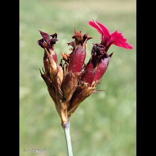 <i>Dianthus carthusianorum </i>subsp.<i> atrorubens</i> (All.) Hegi, 1910 © H. TINGUY