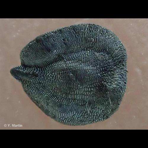 <i>Dianthus carthusianorum </i>L., 1753 subsp.<i> carthusianorum</i> © NULL