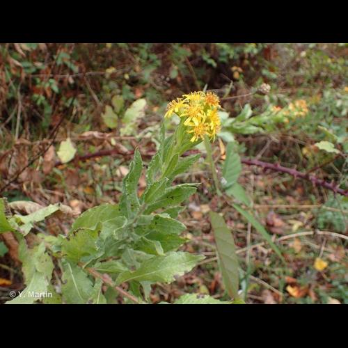 <i>Dittrichia viscosa </i>(L.) Greuter, 1973 subsp.<i> viscosa</i> © NULL