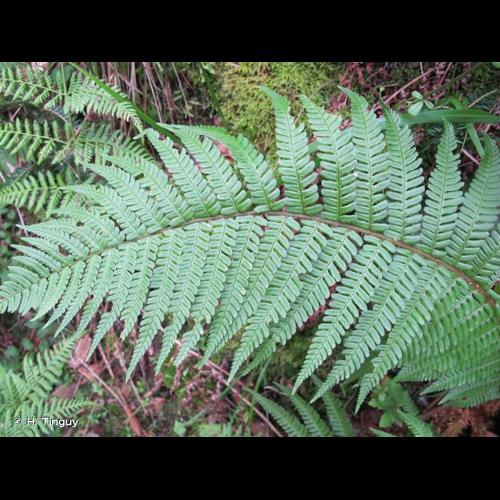 <i>Dryopteris affinis </i>(Lowe) Fraser-Jenk., 1979 subsp.<i> affinis</i> © H. Tinguy