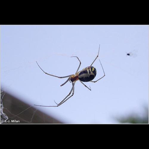<i>Neriene radiata</i> (Walckenaer, 1841) © J.-J. Milan