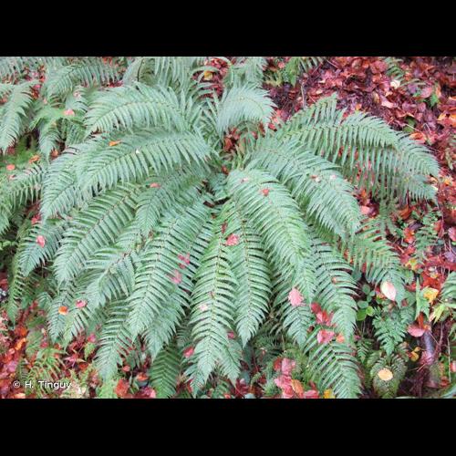 <i>Dryopteris affinis </i>subsp.<i> borreri</i> (Newman) Fraser-Jenk., 1980 © H. Tinguy