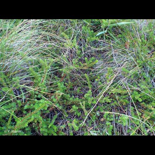 <i>Empetrum nigrum </i>L., 1753 subsp.<i> nigrum</i> © NULL