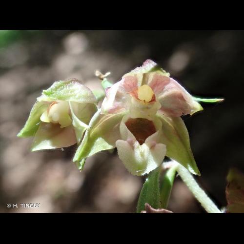 <i>Epipactis helleborine </i>(L.) Crantz, 1769 subsp.<i> helleborine</i> © H. TINGUY