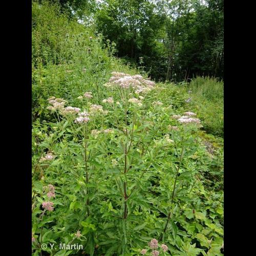 <i>Eupatorium cannabinum </i>L., 1753 subsp.<i> cannabinum</i> © NULL
