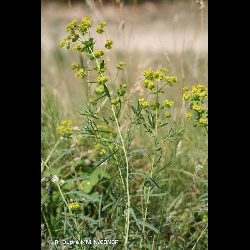 <i>Euphorbia saratoi</i> Ardoino, 1867 © R. Dupré MNHN/CBNBP