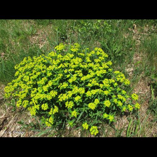 <i>Euphorbia verrucosa</i> L., 1753 &copy; H. Tinguy