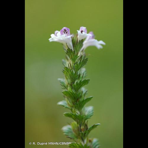 <i>Euphrasia officinalis </i>subsp.<i> rostkoviana</i> (Hayne) F.Towns., 1884 © R. Dupré MNHN/CBNBP