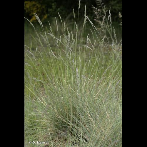 <i>Festuca ovina </i>subsp.<i> guestfalica</i> (Boenn. ex Rchb.) K.Richt., 1890 © O. Nawrot