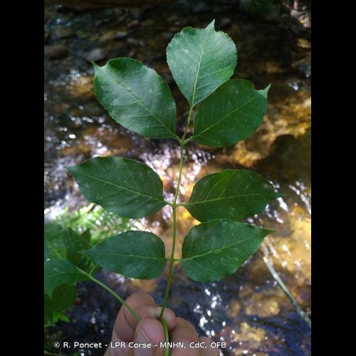 <i>Fraxinus ornus </i>L., 1753 subsp.<i> ornus</i> &copy; R. Poncet - LPR Corse - MNHN, CdC, OFB