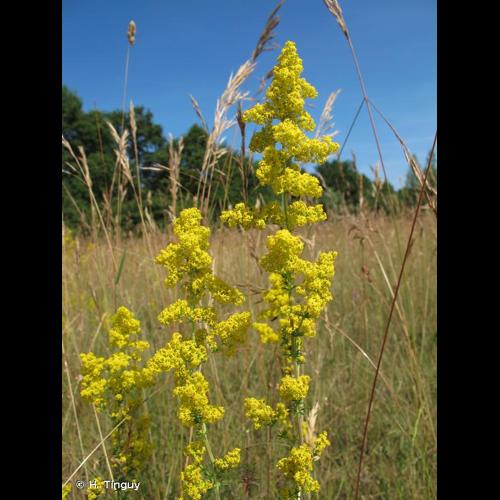<i>Galium verum </i>L., 1753 subsp.<i> verum</i> © H. Tinguy