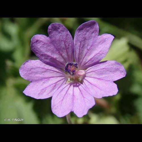 <i>Geranium pyrenaicum </i>Burm.f., 1759 subsp.<i> pyrenaicum</i> © H. TINGUY