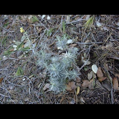 <i>Helichrysum stoechas </i>(L.) Moench, 1794 subsp.<i> stoechas</i> &copy; NULL