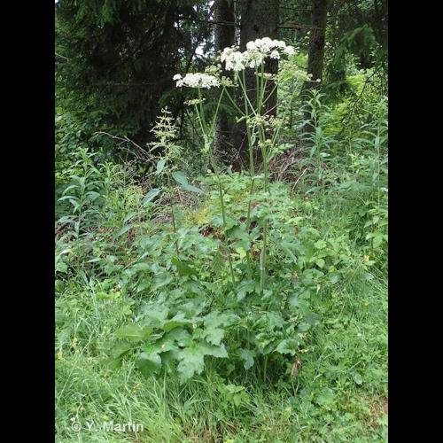 <i>Heracleum sphondylium </i>L., 1753 subsp.<i> sphondylium</i> © NULL