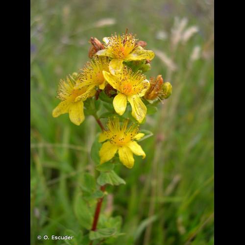 <i>Hypericum maculatum </i>Crantz, 1763 subsp.<i> maculatum</i> &copy; O. Escuder