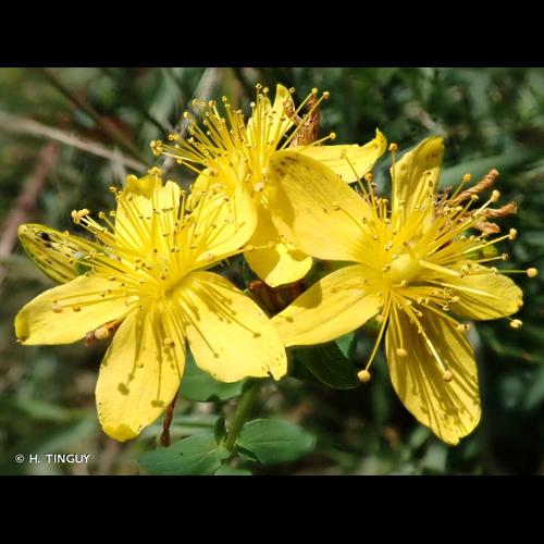 <i>Hypericum maculatum </i>subsp.<i> obtusiusculum</i> (Tourlet) Hayek, 1912 © H. TINGUY