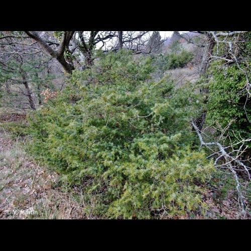 <i>Juniperus communis </i>L., 1753 subsp.<i> communis</i> © NULL