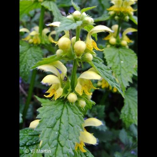 <i>Lamium galeobdolon </i>subsp.<i> montanum</i> (Pers.) Hayek, 1929 &copy; NULL