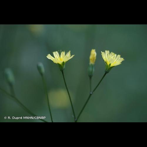 <i>Lapsana communis </i>L., 1753 subsp.<i> communis</i> &copy; R. Dupré MNHN/CBNBP