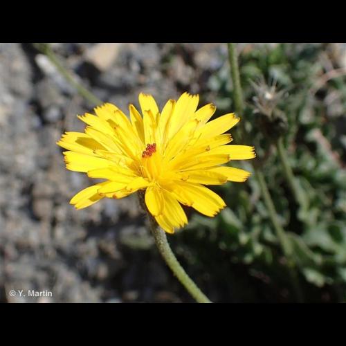 <i>Leontodon hispidus </i>subsp.<i> hyoseroides</i> (Welw. ex Rchb.) Gremli, 1885 © NULL