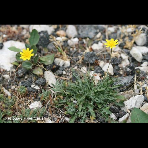 <i>Leontodon saxatilis </i>Lam., 1779 subsp.<i> saxatilis</i> © R. Dupré MNHN/CBNBP