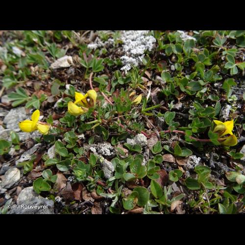 <i>Lotus corniculatus </i>subsp.<i> alpinus</i> (DC.) Rothm., 1963 © P. Rouveyrol