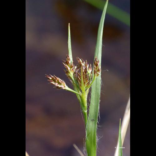 <i>Luzula multiflora </i>(Ehrh.) Lej., 1811 subsp.<i> multiflora</i> © P. Gourdain