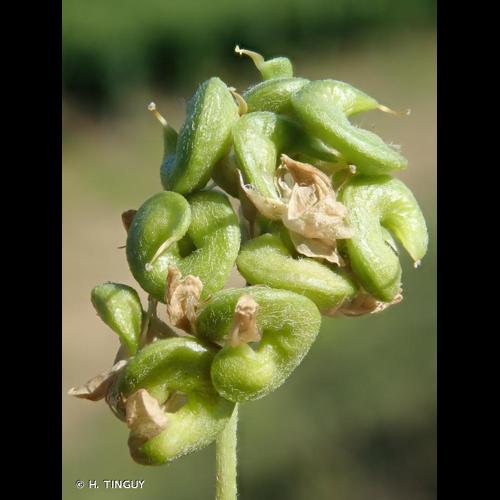 <i>Medicago sativa </i>subsp.<i> falcata</i> (L.) Arcang., 1882 © H. TINGUY