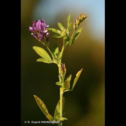 <i>Medicago sativa </i>L., 1753 subsp.<i> sativa</i> &copy; R. Dupré MNHN/CBNBP