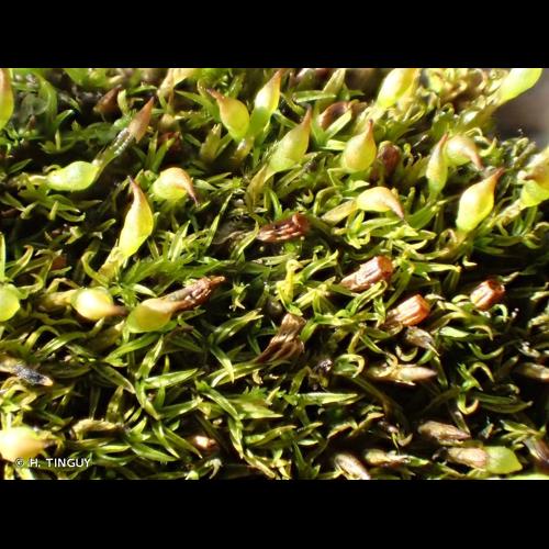 <i>Amphidium lapponicum</i> (Hedw.) Schimp., 1856 &copy; H. TINGUY