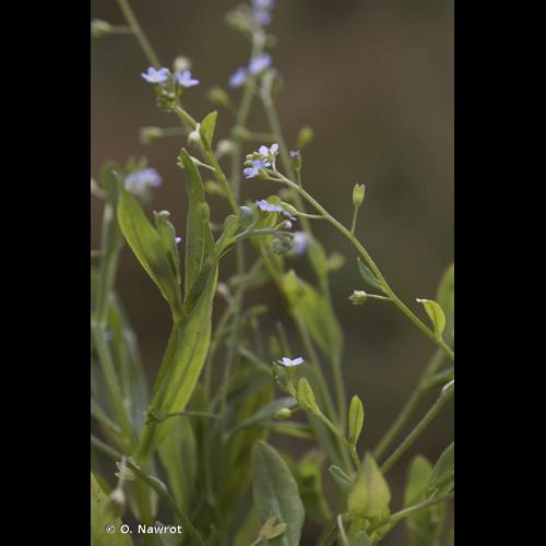 <i>Myosotis laxa </i>subsp.<i> cespitosa</i> (Schultz) Hyl. ex Nordh., 1940 © O. Nawrot