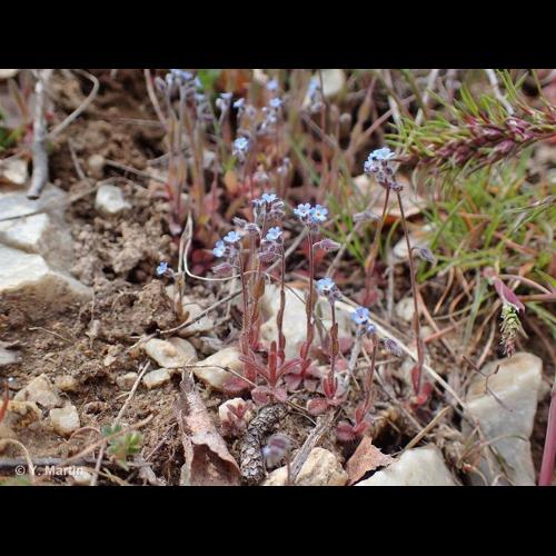 <i>Myosotis ramosissima </i>Rochel, 1814 subsp.<i> ramosissima</i> © NULL