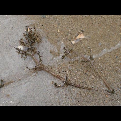 <i>Najas marina </i>L., 1753 subsp.<i> marina</i> © NULL