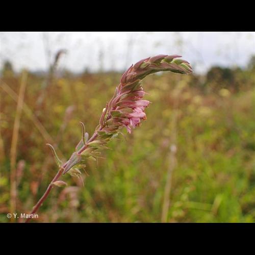 <i>Odontites vernus </i>subsp.<i> serotinus</i> (Coss. & Germ.) Corb., 1894 © NULL