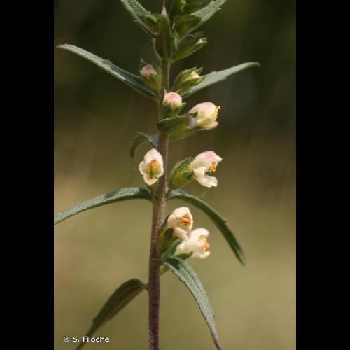 <i>Odontites vernus </i>(Bellardi) Dumort., 1827 subsp.<i> vernus</i> © S. Filoche