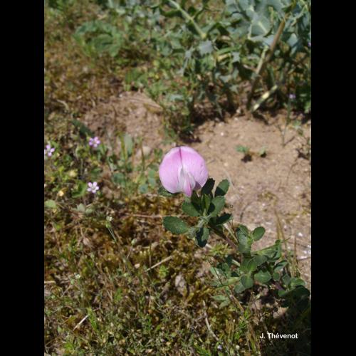 <i>Ononis spinosa </i>subsp.<i> procurrens</i> (Wallr.) Briq., 1913 © J. Thévenot