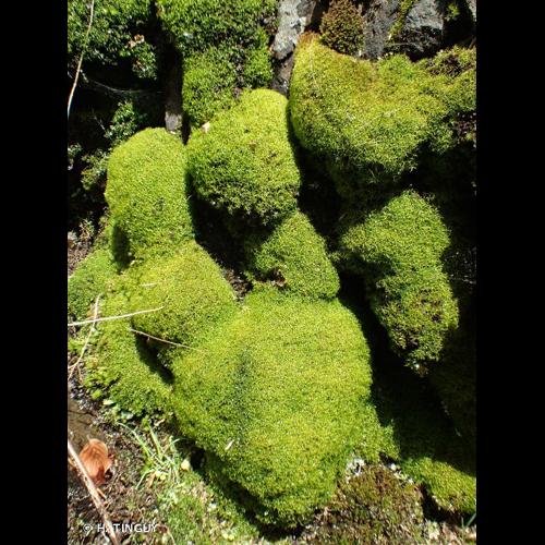 <i>Amphidium mougeotii</i> (Bruch & Schimp.) Schimp., 1856 &copy; H. TINGUY