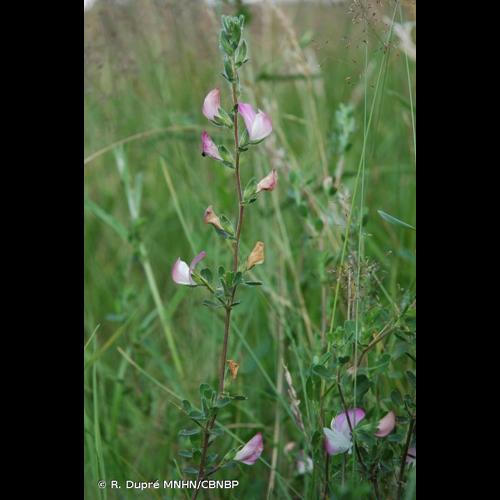 <i>Ononis spinosa </i>L., 1753 subsp.<i> spinosa</i> © R. Dupré MNHN/CBNBP