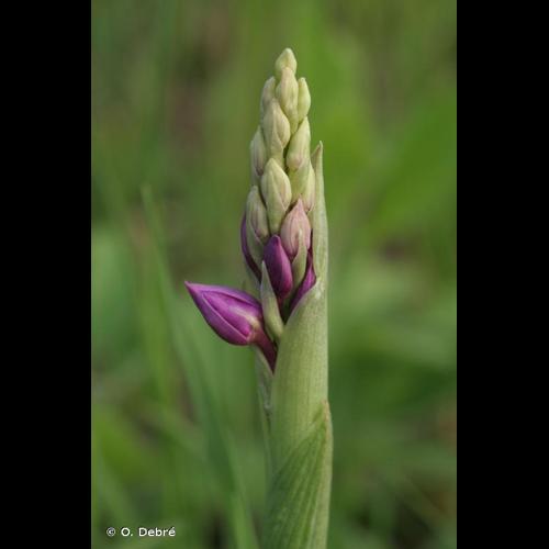 <i>Orchis mascula </i>(L.) L., 1755 subsp.<i> mascula</i> © O. Debré