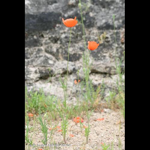 <i>Papaver dubium </i>subsp.<i> lecoqii</i> (Lamotte) Syme, 1863 © R. Dupré MNHN/CBNBP
