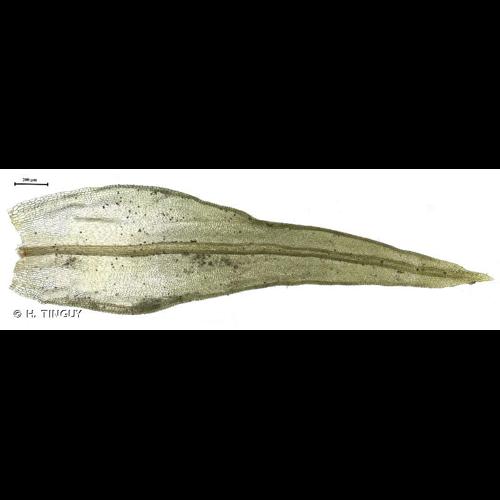 <i>Orthotrichum alpestre</i> Bruch & Schimp. &copy; H. TINGUY