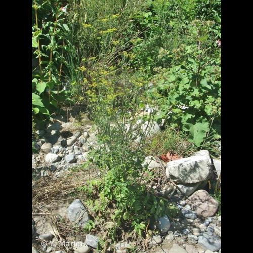 <i>Pastinaca sativa </i>subsp.<i> urens</i> (Req. ex Godr.) Čelak., 1875 &copy; NULL