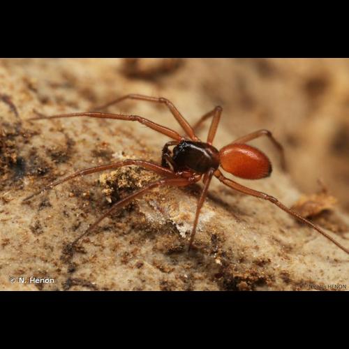 <i>Ostearius melanopygius</i> (O. Pickard-Cambridge, 1880) © N. Henon